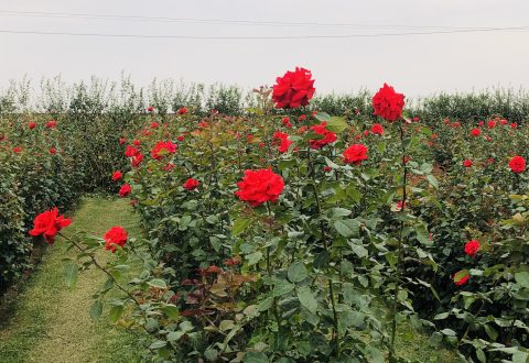 campo de rosas bloemen park